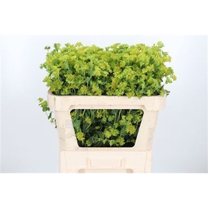 BUPLEURUM GRIFFITHII