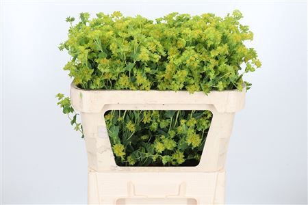 BUPLEURUM GRIFFITHII
