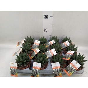 Haworthia   ...