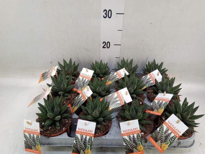 <h4>Haworthia   ...</h4>