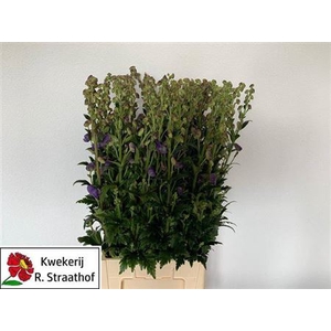 Aconitum Car Arendsii