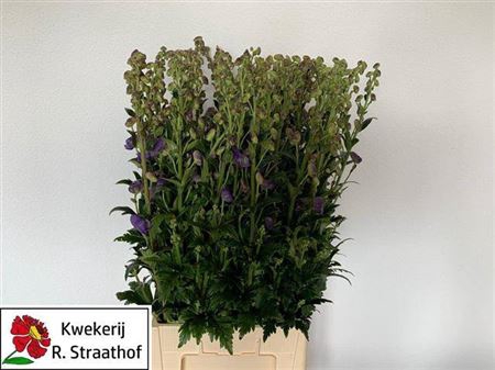 <h4>Aconitum Car Arendsii</h4>
