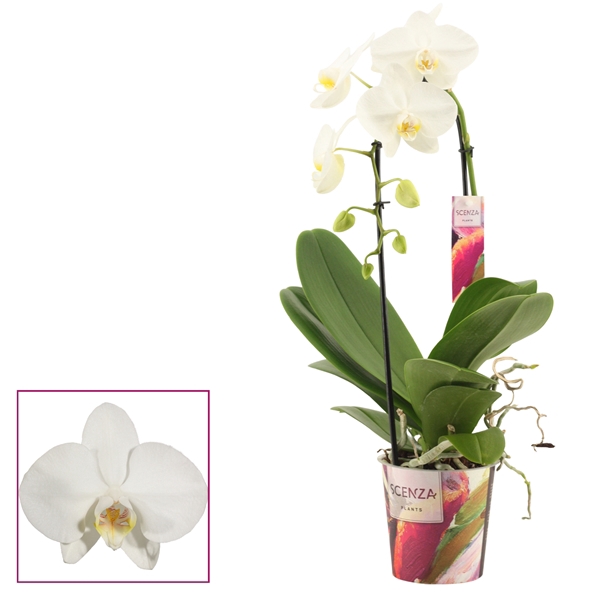 <h4>Phalaenopsis cascade 1 tak wit (Scenza)</h4>