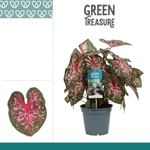 Caladium Carolyn Whorton