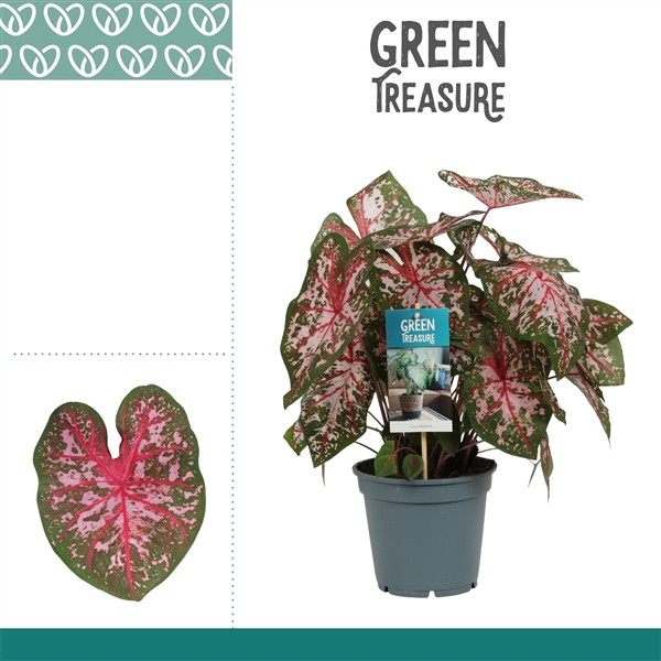 <h4>Caladium Carolyn Whorton</h4>