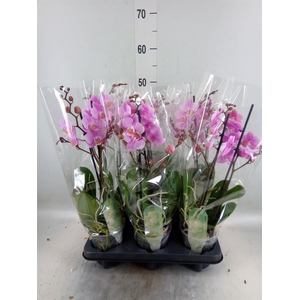 Phalaenopsis multi. 'Beaution'