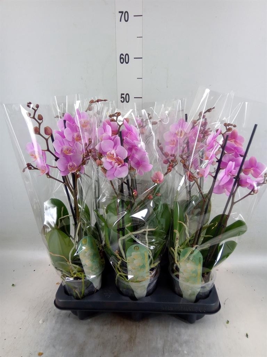 <h4>Phalaenopsis multi. 'Beaution'</h4>