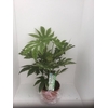 Fatsia japonica 'Variegata'