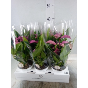 Anthurium  'Zizou'