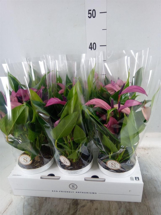 <h4>Anthurium  'Zizou'</h4>
