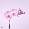Phal Tikal