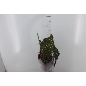 BEGONIA MACULATA P13 PO