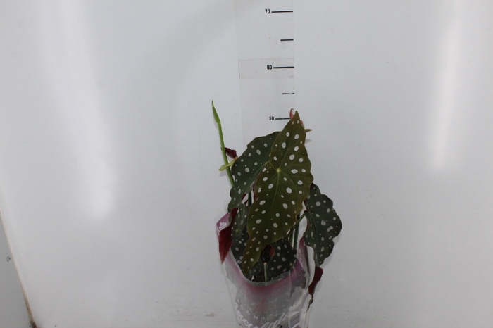 BEGONIA MACULATA P13 PO