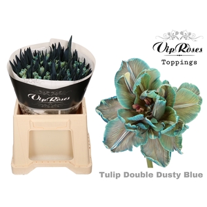 Tulipa do paint dusty blue