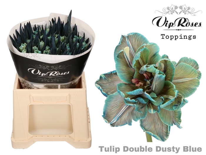 Tulipa do paint dusty blue