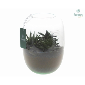 Green Bottle Isabella Large met Haworthia