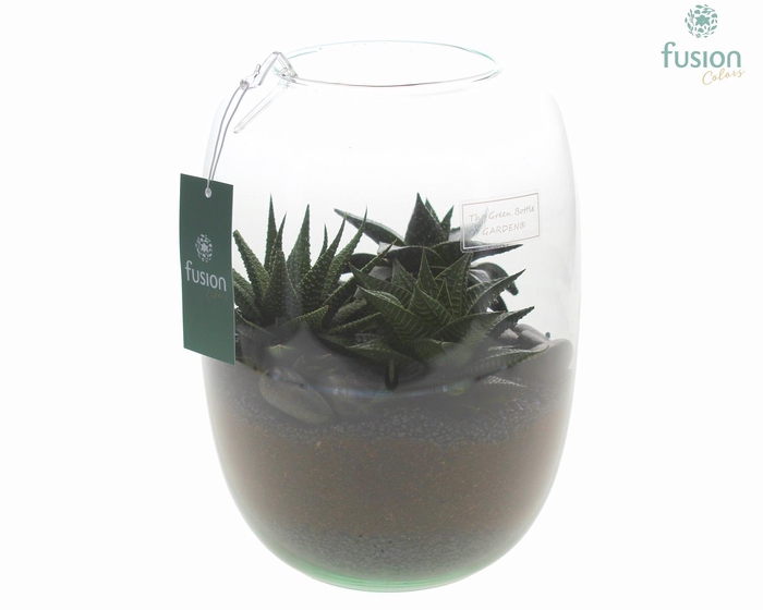 <h4>Green Bottle Isabella Large met Haworthia</h4>