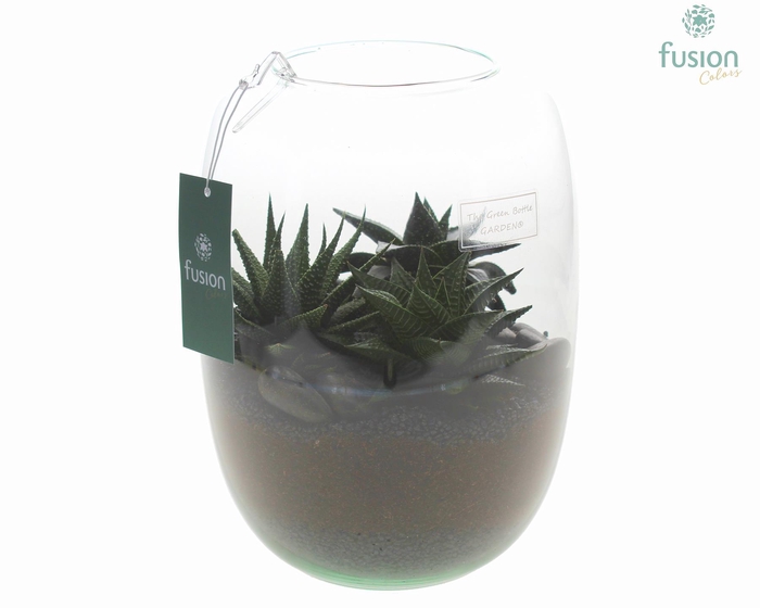 <h4>Green Bottle Isabella Large met Haworthia</h4>