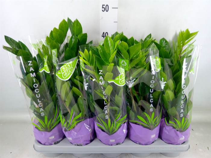 <h4>Zamioculcas zamiifolia</h4>