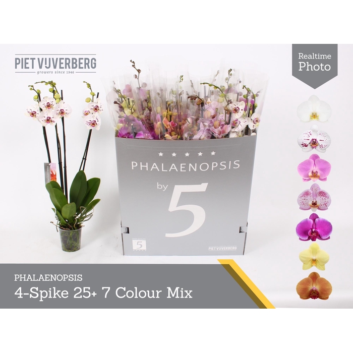 <h4>PHAL GEM 7 KL</h4>