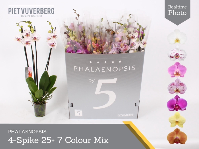 PHAL GEM 7 KL