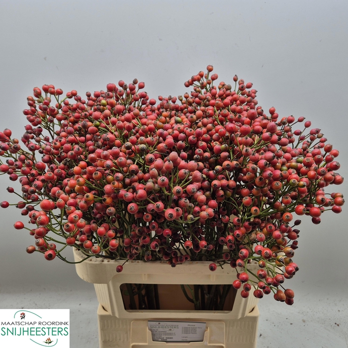 <h4>ROSA MAGICAL PASSOA</h4>