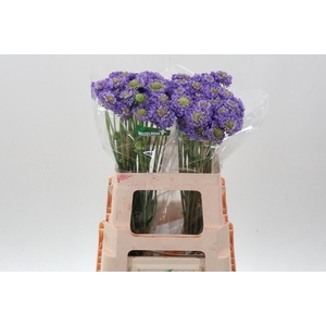 Scab At Lavend Scoop