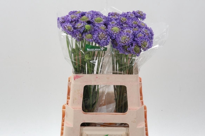 <h4>Scab At Lavend Scoop</h4>