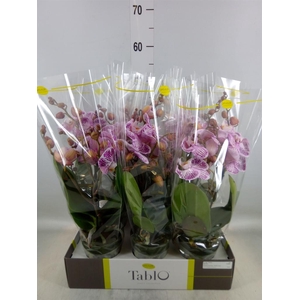 Phalaenopsis   ...rose