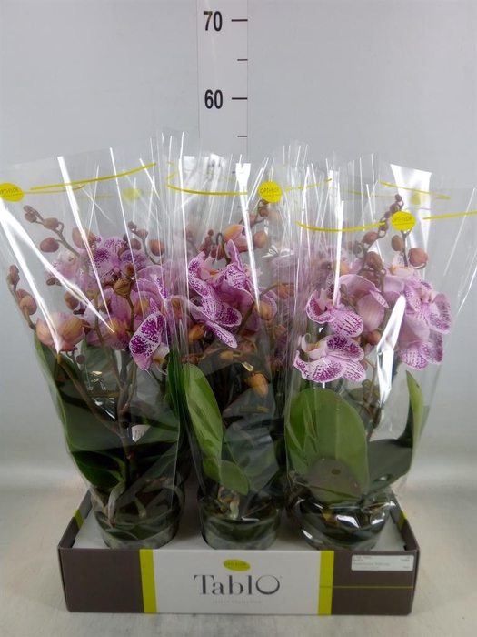 <h4>Phalaenopsis   ...rose</h4>