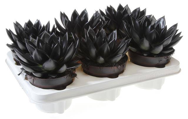 <h4>ECHEVERIA BLACK P12</h4>