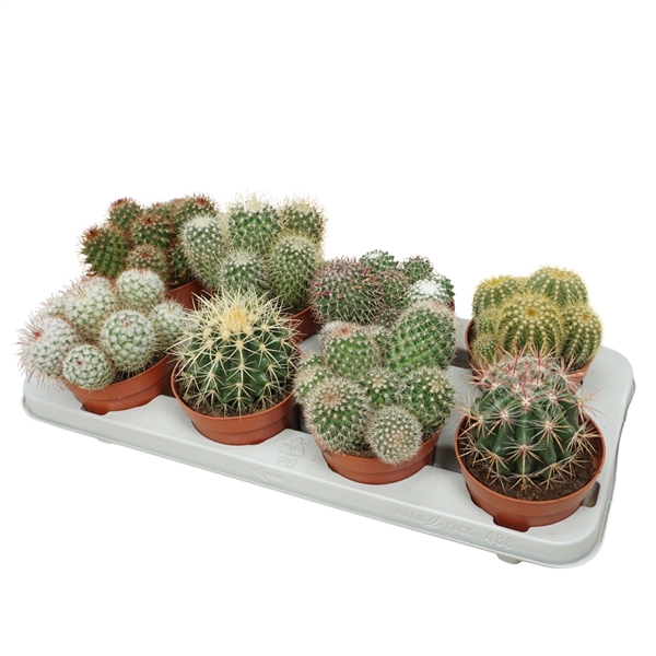 <h4>Bolcactus mix 12 cm</h4>