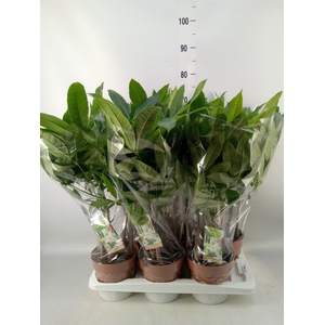 Pachira aquatica