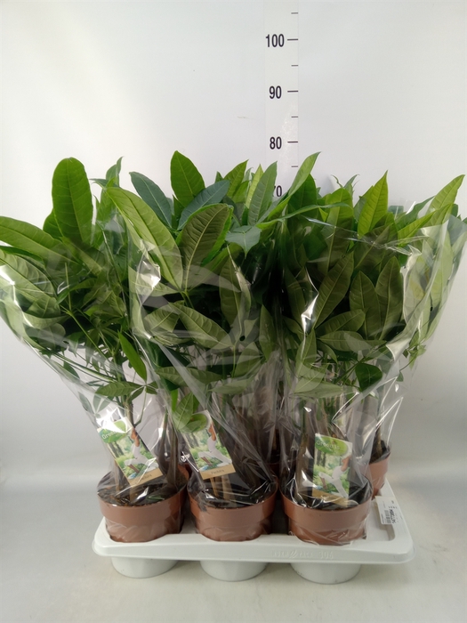<h4>Pachira aquatica</h4>
