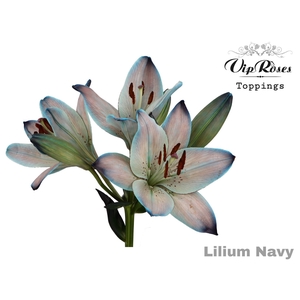Li La Paint Navy