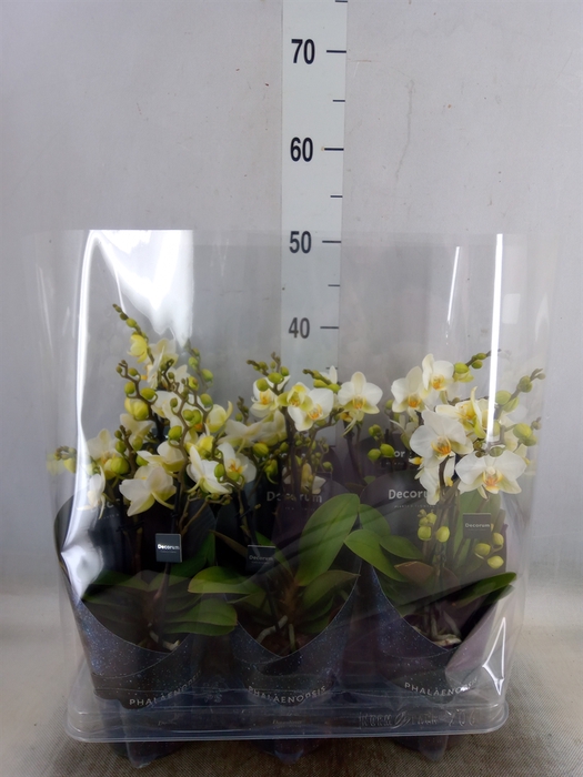 <h4>Phalaenopsis multi. 'Ant Lausanne'</h4>