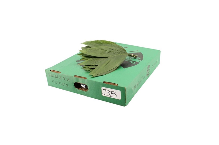 <h4>Cocos Small</h4>