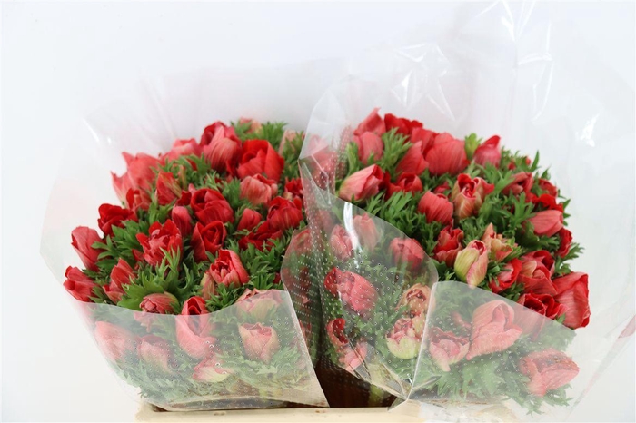 <h4>Anem Marianne Red</h4>