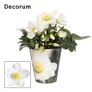 Helleborus n. Christmas Carol Decorum (L) 12cm in potcover