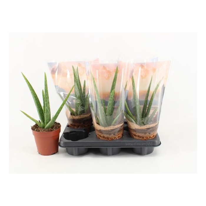 <h4>Aloe Vera</h4>