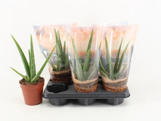 Aloe Vera