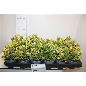 Euonymus Ja Marieke