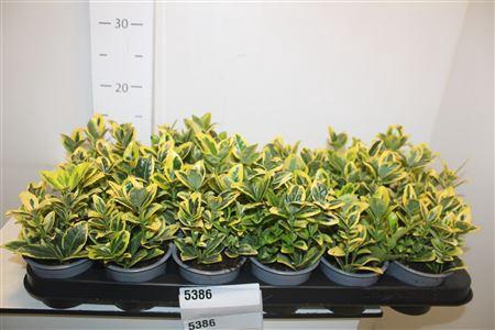 <h4>Euonymus Ja Marieke</h4>