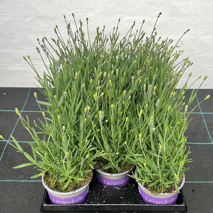 <h4>LAVANDULA ANGUSTIFOLIA</h4>