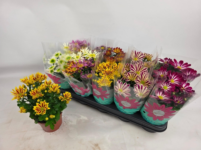 <h4>CHRYS GEM 7 KL</h4>