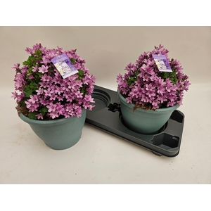 CAMP PORTENSCHLAGIAN