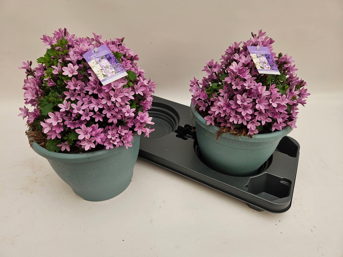 <h4>CAMP PORTENSCHLAGIAN</h4>