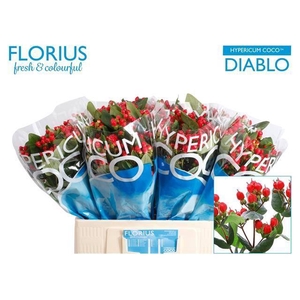 Hypericum Coco Diablo