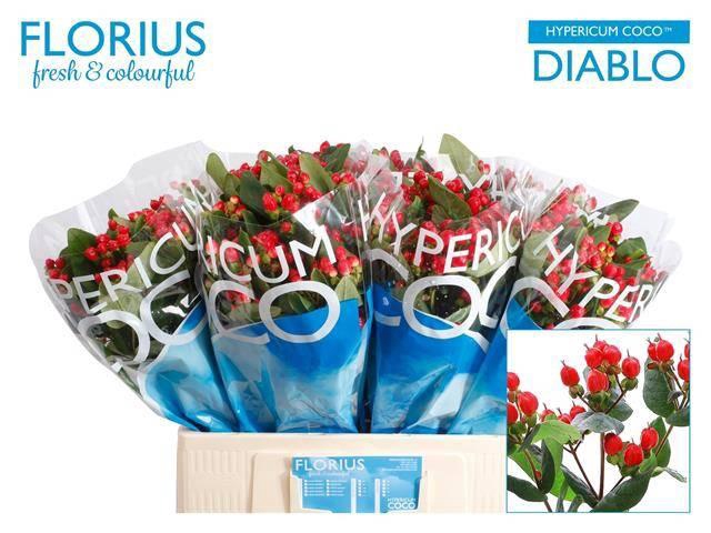 <h4>Hypericum Coco Diablo</h4>