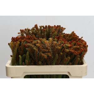 Cape Green Palaecea Orange